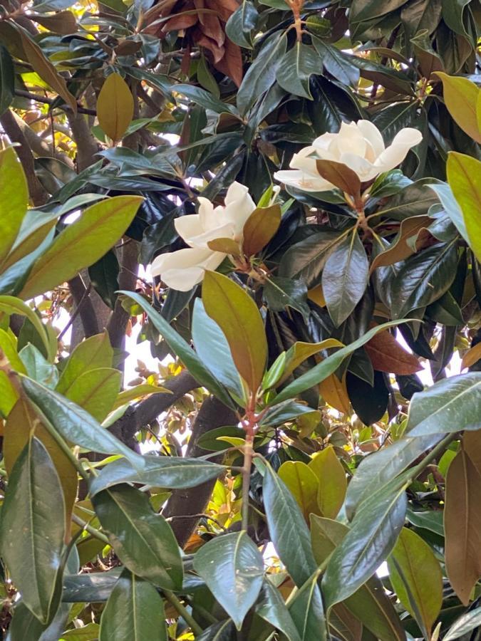 Le Magnolie Bed and Breakfast Santa Margherita Ligure Buitenkant foto